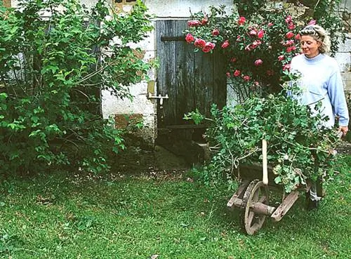 Что делать в июле с деревьями, кустарниками и кустами роз?