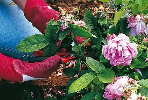 Продлите цветение кустов вечноплодных роз летом Продлите цветение кустов вечноплодных роз летом