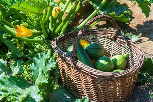 ToLCNDV: новый вирус атакует кабачки