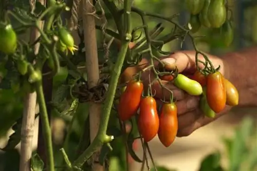 ТоматоВирус: действия по защите томатов