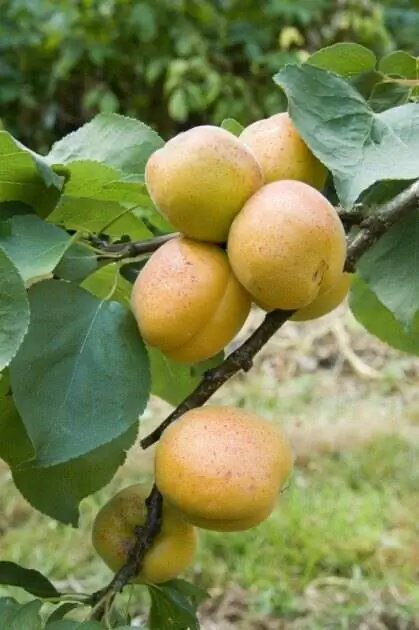 Абрикосовые деревья в саду Доминика Солтнера