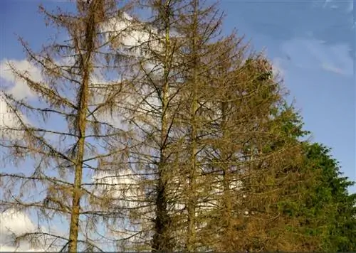 Определить и устранить елового типографа