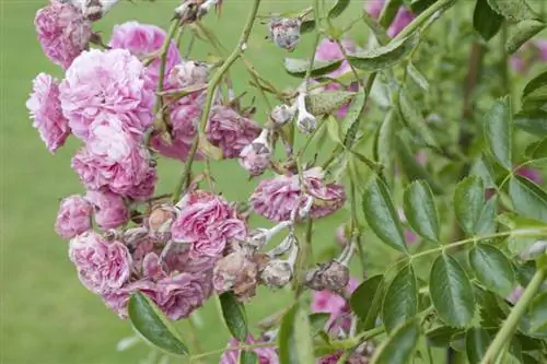 Больной куст розы