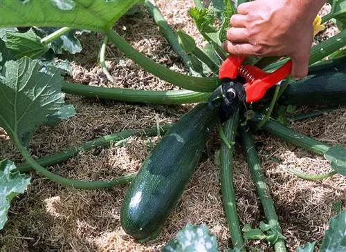 Спасите осенью последний кабачок, пораженный мучнистой росой