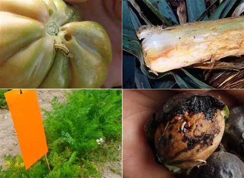 Выявление листоверток и борьба с ними в огородах и садах