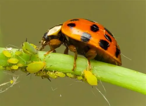 Распознавание тли и борьба с ней