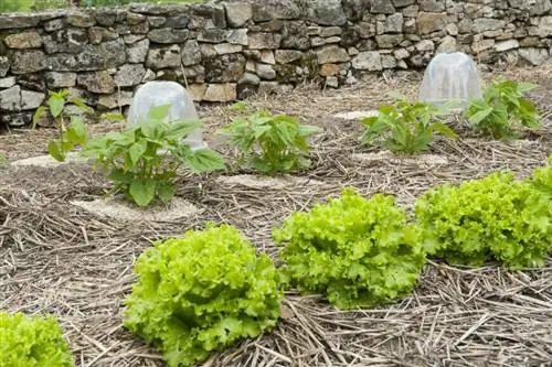 Посадка салата