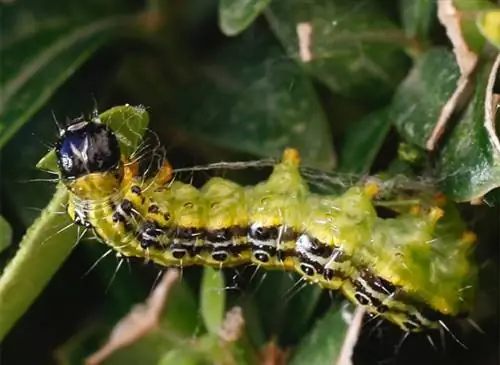 Установите ловушку для самшитовой моли