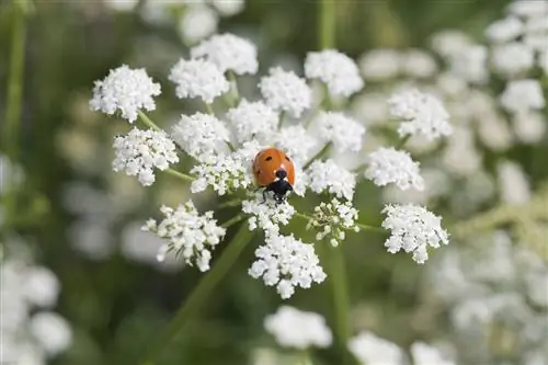 Макроорганизмы на помощь растениям