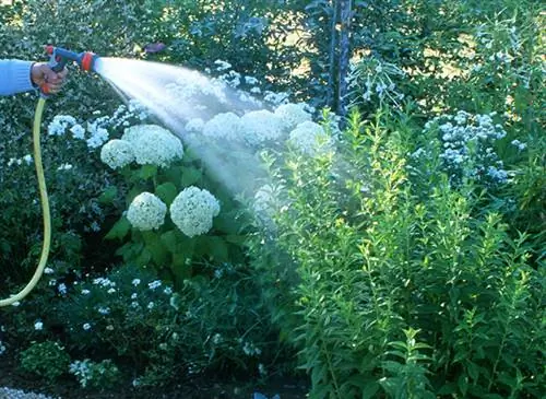 Спринклерный полив на грядке