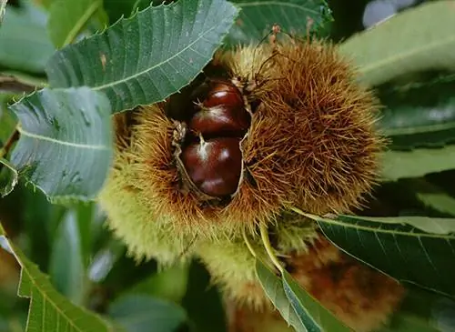 каштаны на ветке