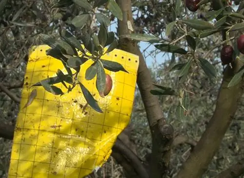 Защита оливкового дерева от плесени и мух