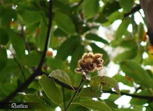 Каштановые чернила: симптомы и лечение