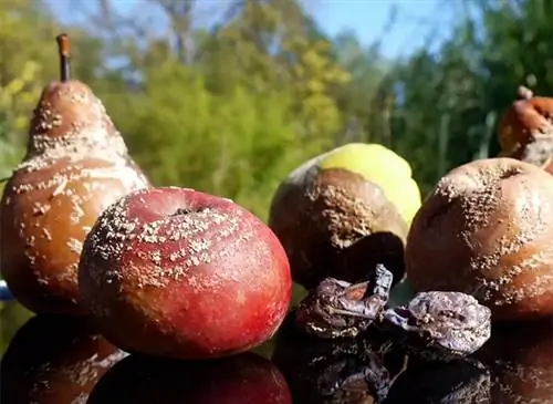 Профилактика и лечение монилиоза естественным путем