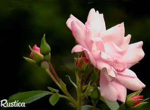 Выявление и естественное лечение куста марсонии розы