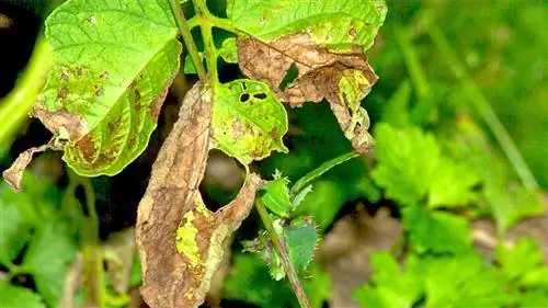 Фитофтороз картофеля: выявить и лечить