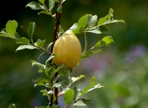 Всё, что вам нужно знать о болезнях лимонного дерева