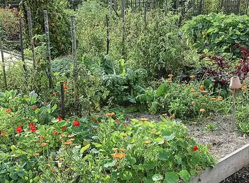 болезнь, паразит, сад, лечение, зимний период