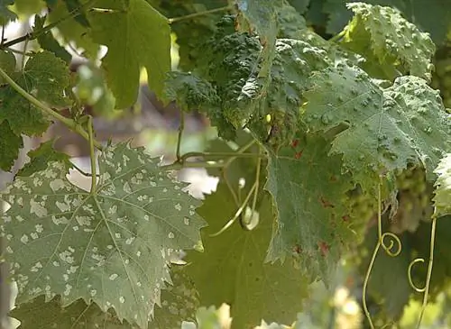 Защита виноградной лозы от болезней и паразитов