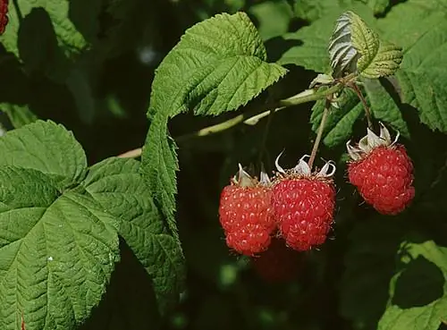 Болезни и вредители малины
