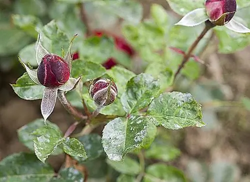 Болезни розового куста: распознавание и лечение