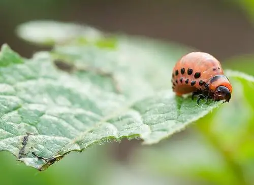 Колорадский жук на стебле картофеля