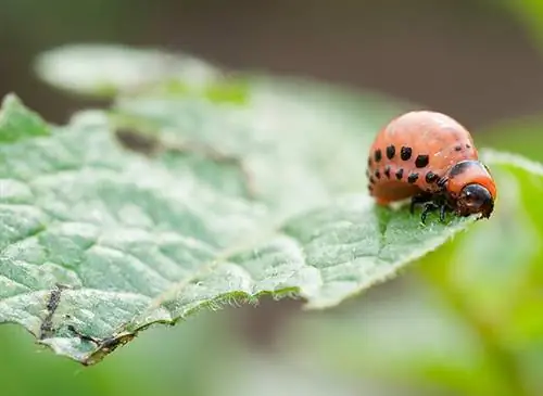 На огороде: 6 решений против вредителей