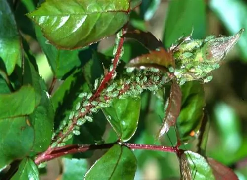 Органическая борьба с тлей: отвар, вспомогательные средства