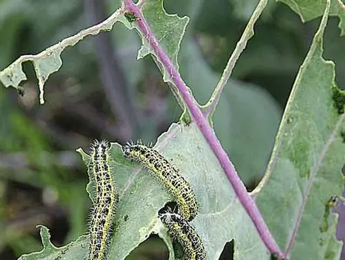 SOS-болезни и вредители: распознавайте и лечите их естественным путем