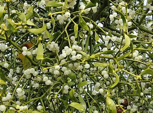 Как удалить омелу с плодовых деревьев