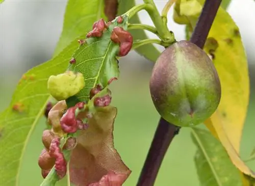Выявление болезней и вредителей персикового дерева и борьба с ними