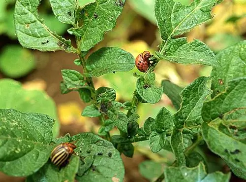 Болезни и вредители картофеля