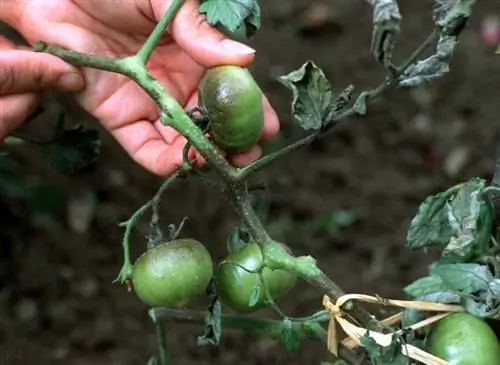Грибковое заболевание: определение и характеристика