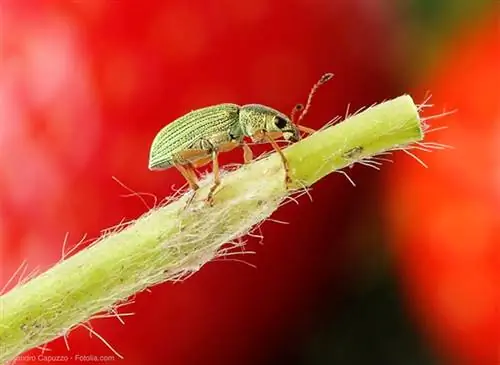 Борьба с ушными червями естественным путем