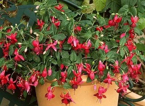 Фуксия 'Бордо Белль'