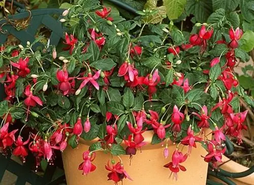 Защитите фуксию