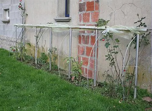 Куст роз, у стены
