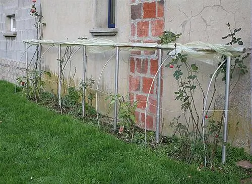 Берегите кусты роз