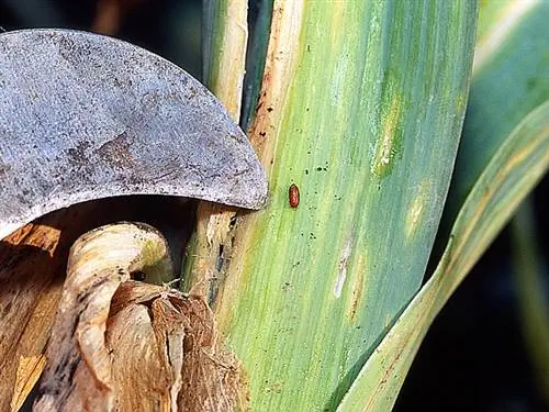 Борьба с минирующей мухой порея