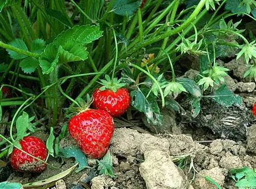 Выявление болезней клубники и борьба с ними