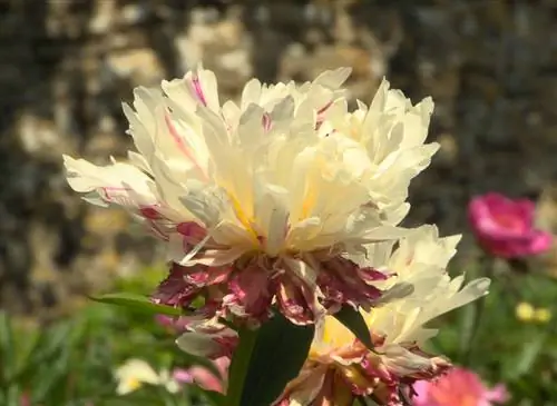 Как привить древовидные пионы: советы специалистов