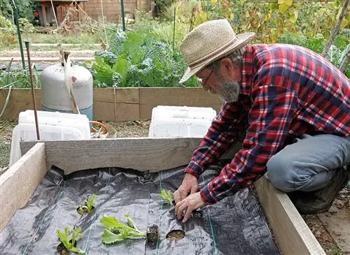 Успешное выращивание на брезенте в огороде: советы специалистов