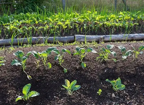 Создание огорода на холмике: шаг за шагом