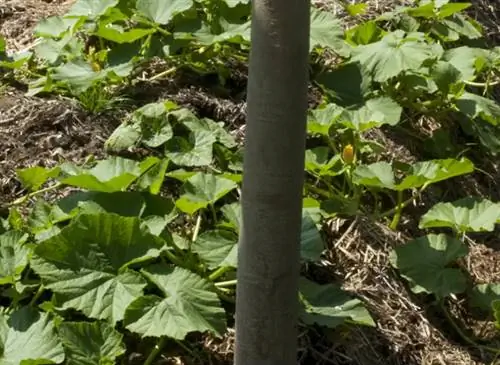 Создание огорода из лазаньи: шаг за шагом