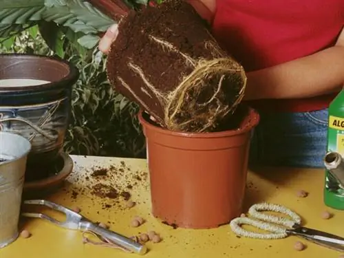 Пересадка калатеи