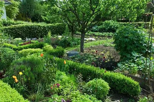 Огород с бордюром из самшита.