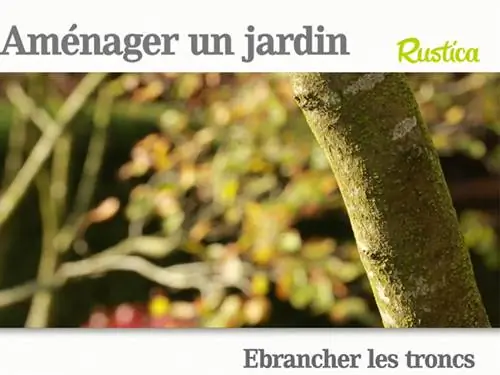 Практика обрезки стволов: шаг за шагом