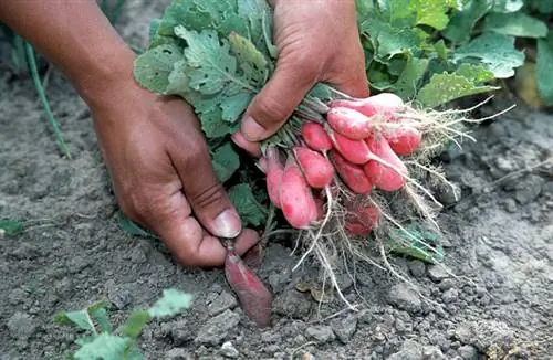 Овощи, которые можно быстро собрать в огороде