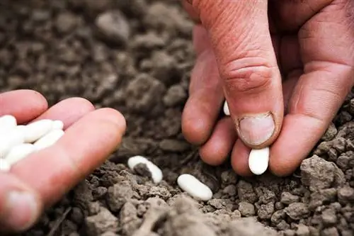 Первый огород: 5 советов для вашей рассады