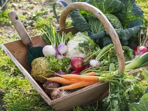 Зимняя овощная корзина